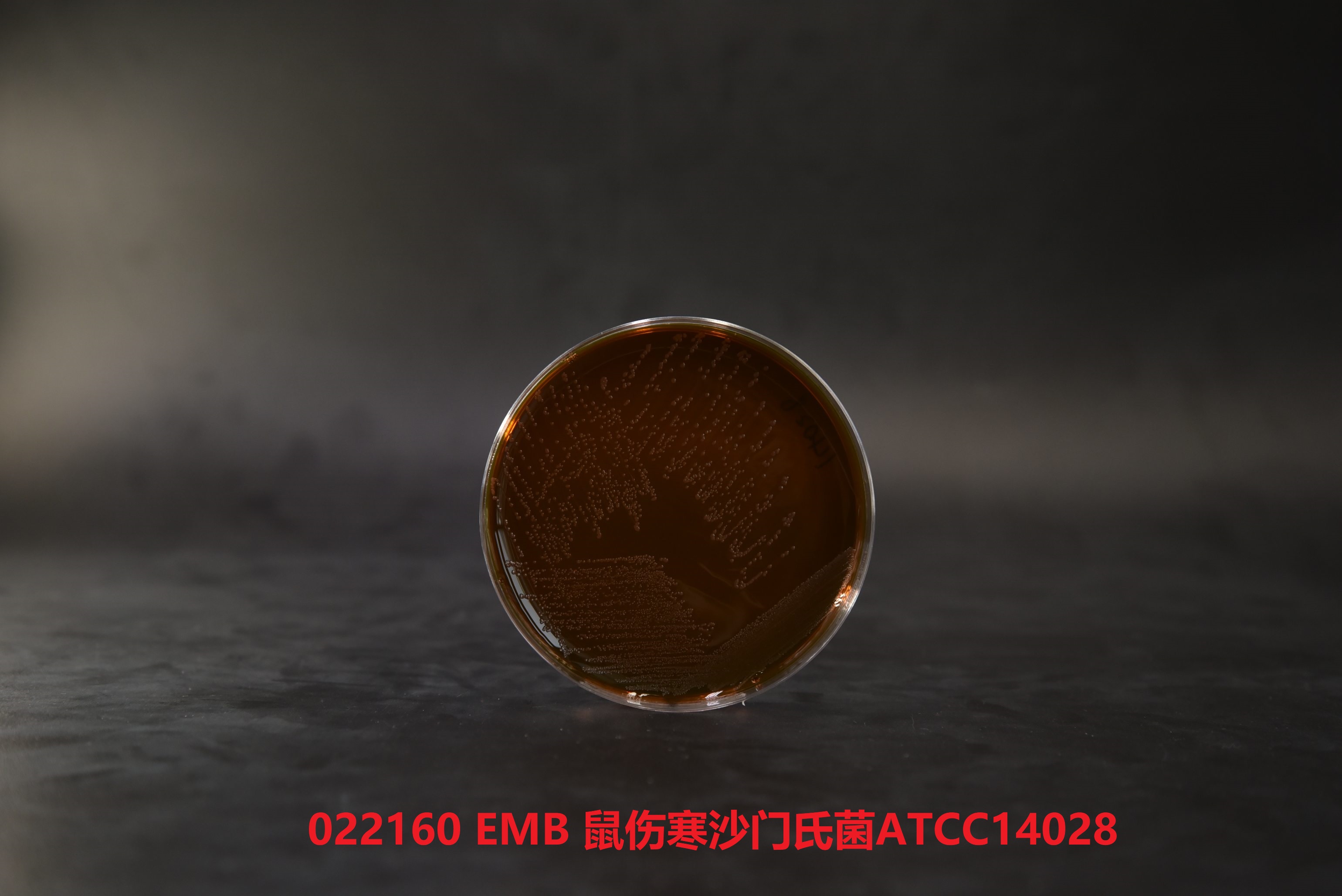 022160 EMB 鼠傷寒沙門(mén)氏菌ATCC14028