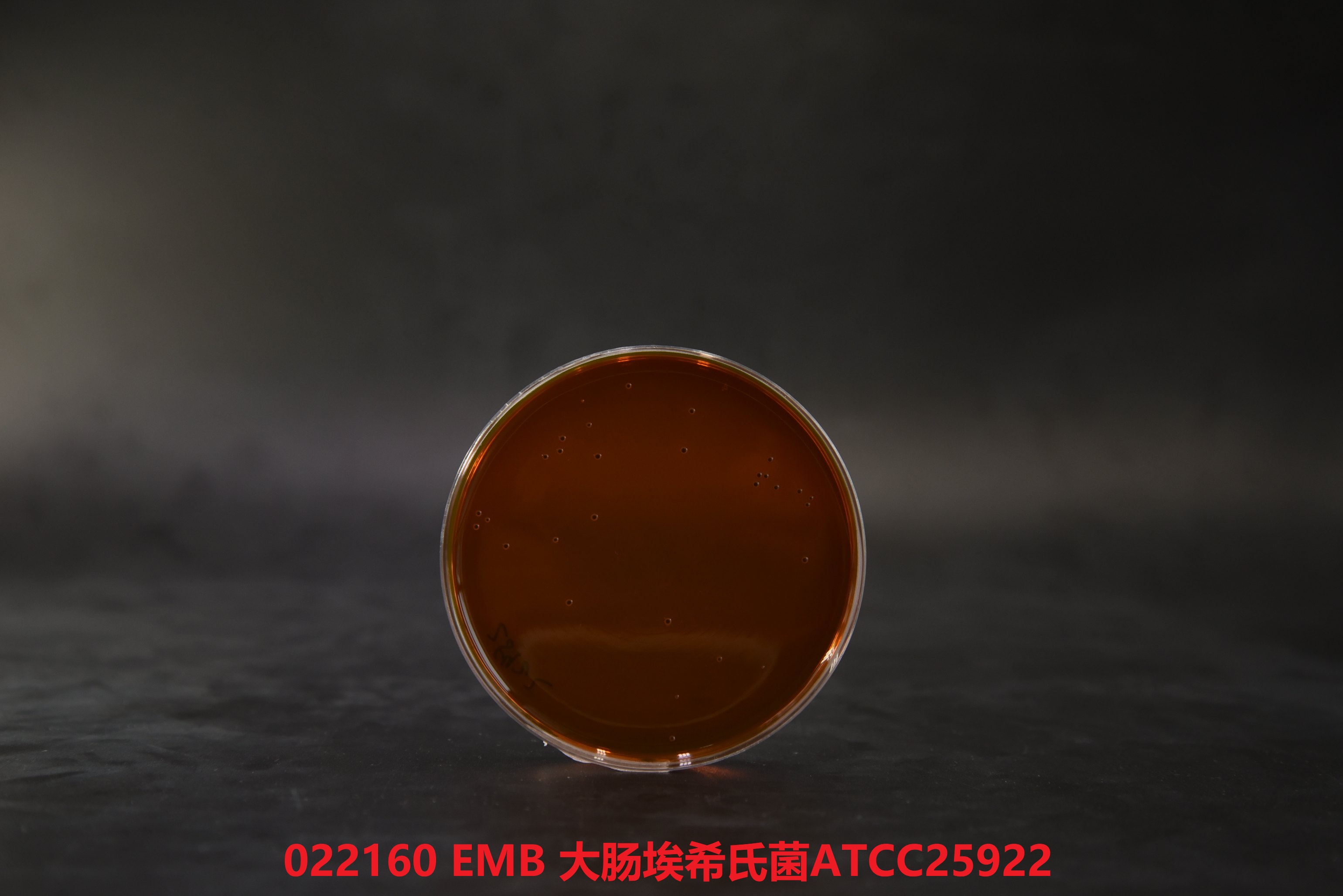 022160 EMB 大腸埃希氏菌ATCC25922