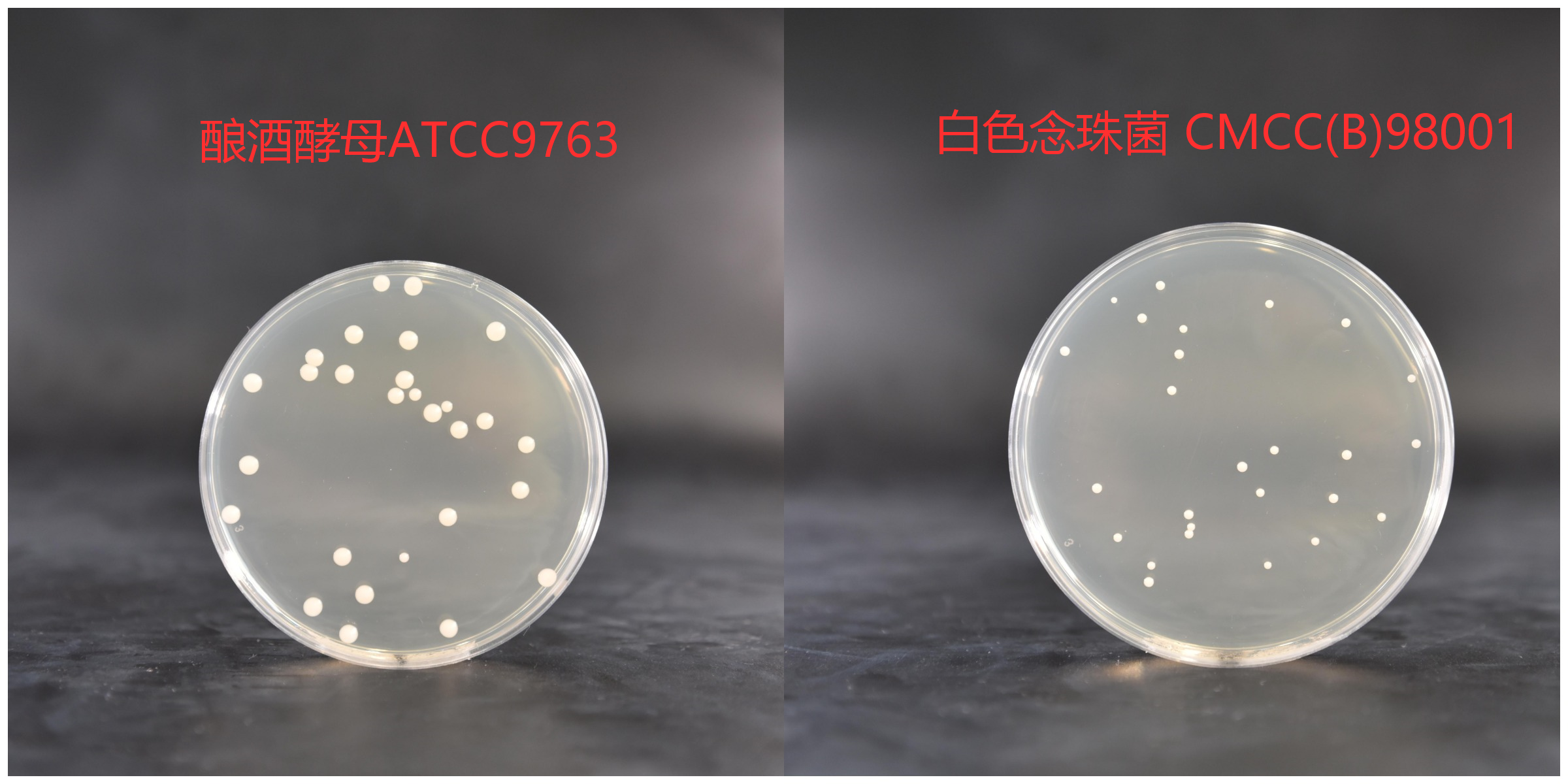 酵母浸出粉胨葡萄糖瓊脂培養基菌落特征