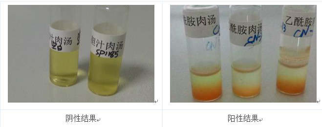 將產(chǎn)熒光的菌落的純培養物接種到乙酰胺肉湯中36℃培養24h，加入鈉氏試劑