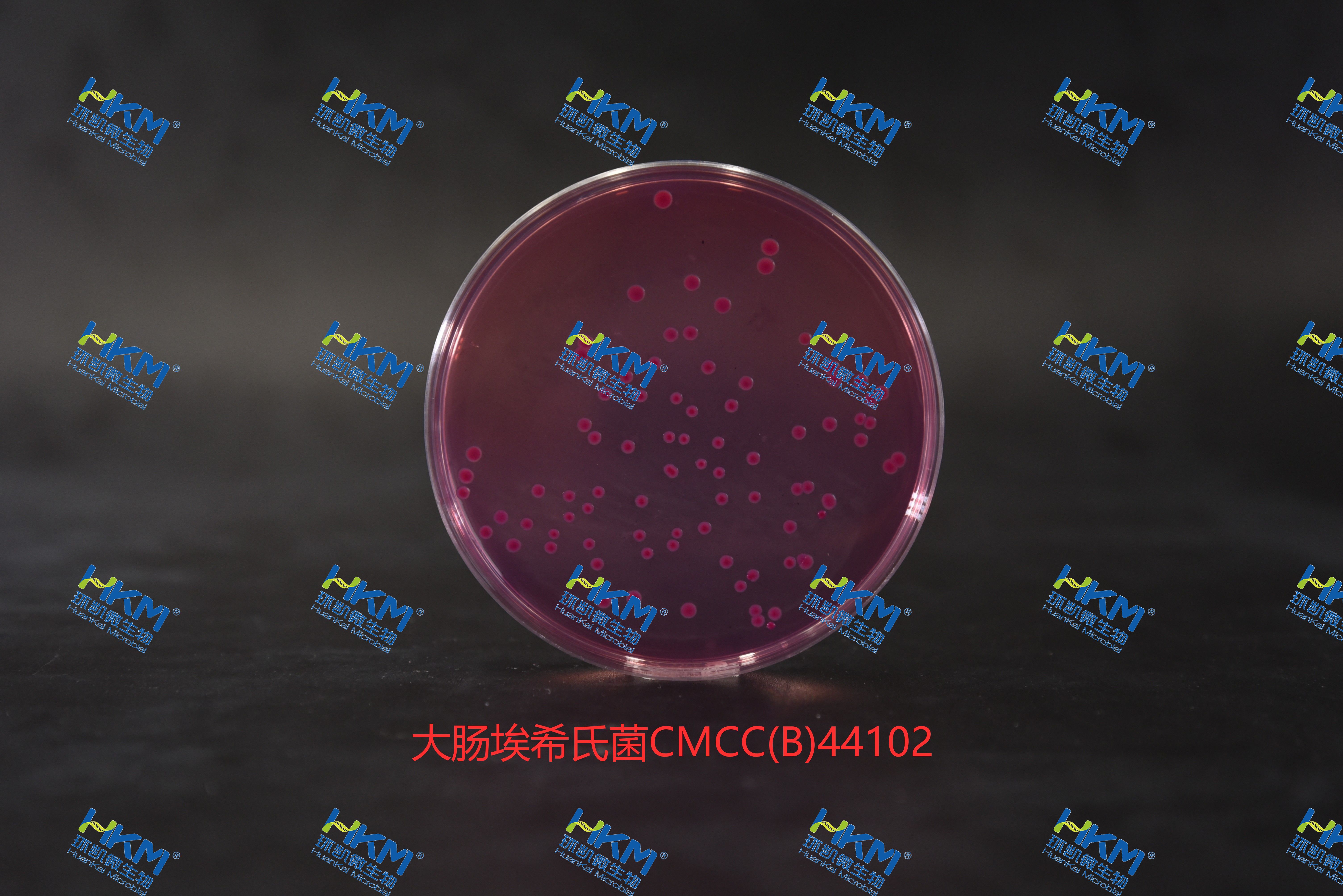 麥康凱瓊脂培養基-大腸埃希氏菌CMCC44102