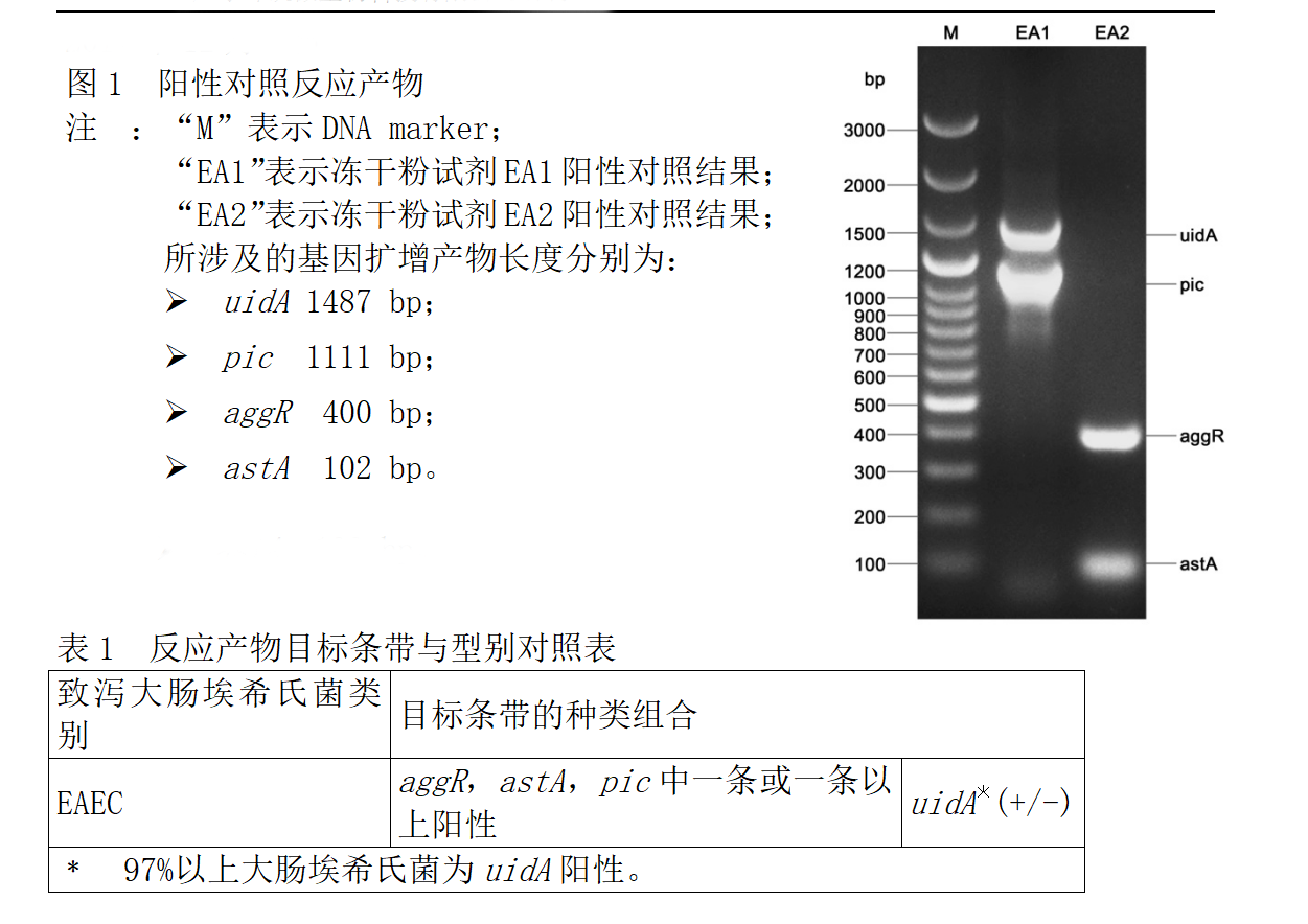 EAEC多重PCR檢測試劑盒判讀結果