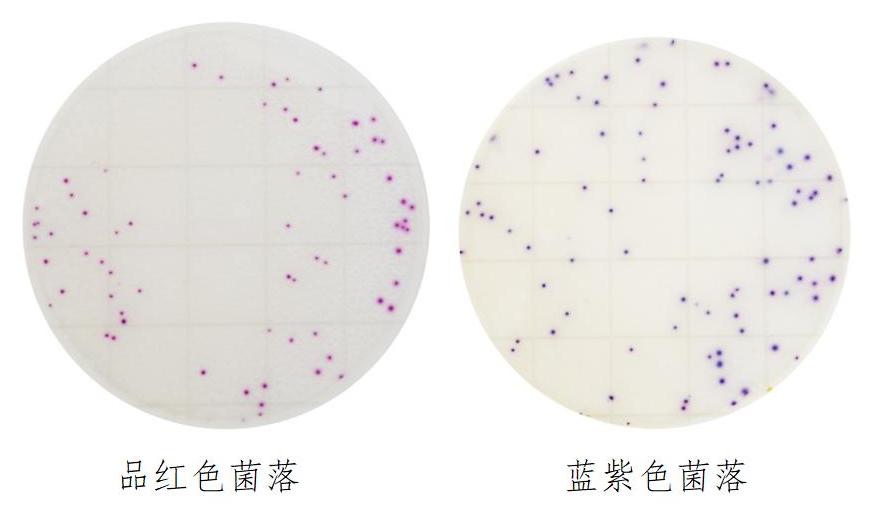 金黃色葡萄球菌確認反應片判讀圖解